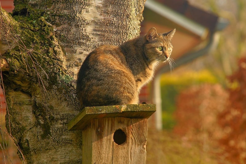 DIY Birdhouses